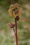 Kleiner Wiesenknopf (Sanguisorba minor)