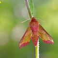 Kleiner Weinschwärmer (Deilephila porcellus)