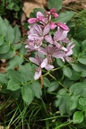 Diptam (Dictamnus albus)