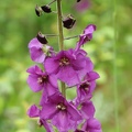 Violette Königskerze (Verbascum phoeniceum)