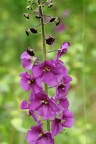 Violette Königskerze (Verbascum phoeniceum)