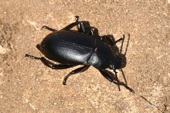 Großer Totenkäfer (Blaps mortisaga)