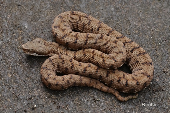 Aspisviper (Vipera aspis francisciredi)  Weibchen