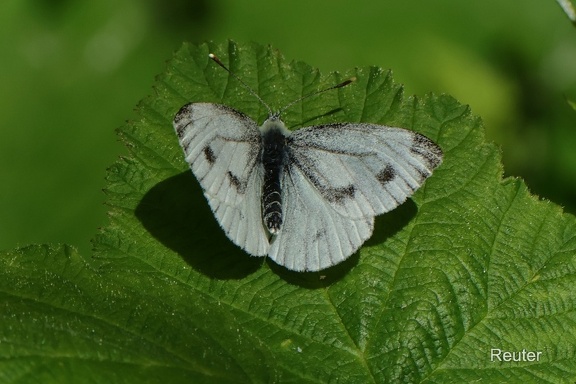 Rapsweißling  (Pieris napi)