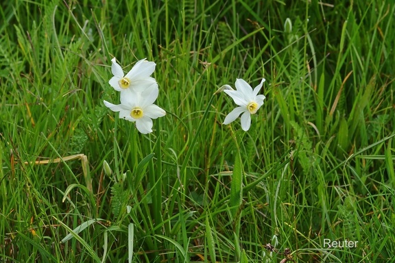Weiße Narzisse (Narcissus poeticus)