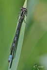 Speer-Azurjungfer (Coenagrion hastulatum)