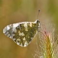 Westlicher Resedafalter (Pontia daplidice)