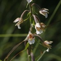  Sumpf-Stendelwurz (Epipactis palustris)