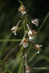  Sumpf-Stendelwurz (Epipactis palustris)