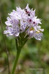 Dreizähniges Knabenkraut (Orchis tridentata)