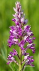 Helm-Knabenkraut (Orchis millitaris)