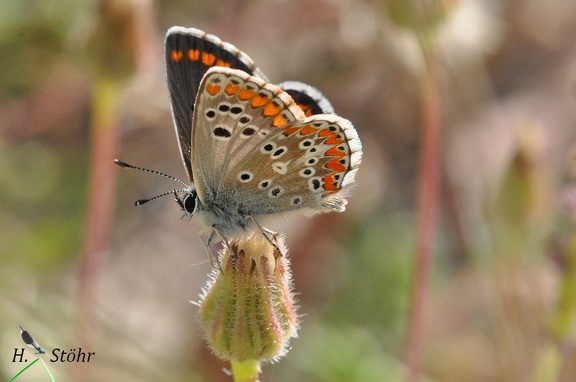 Kleiner Sonnenröschen-Bläuling (Aricia agestis)