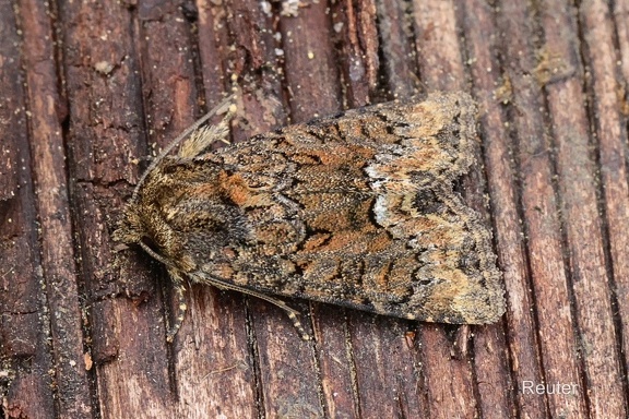 Buntes Halmeulchen (Oligia versicolor)