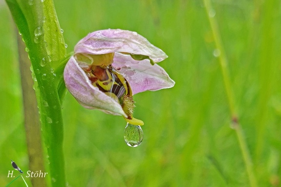Bienen-Ragwurz (Ophrys apifera)