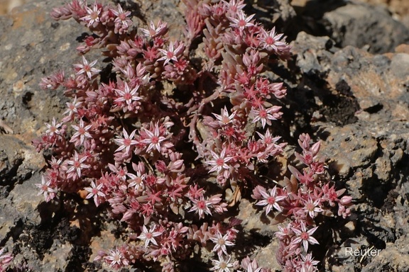 Englische Fetthenne (Sedum anglicum)