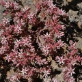 Englische Fetthenne (Sedum anglicum)