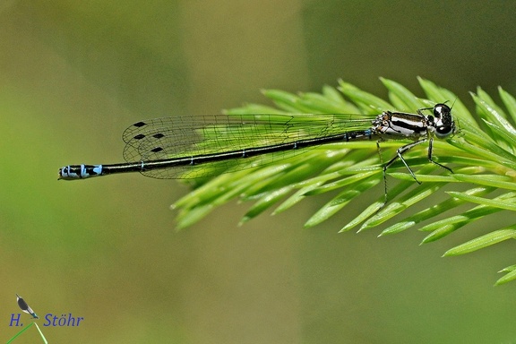 Fledermaus-Azurjungfer (Coenagrion pulchellum)