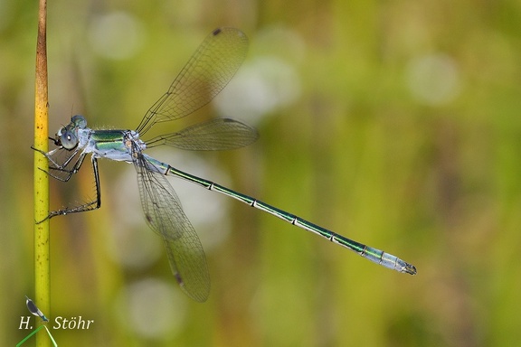 Gemeine Binsenjungfer (Lestes sponsa)