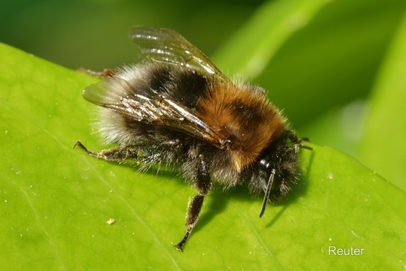 Baumhummel (Bombus hypnorum)