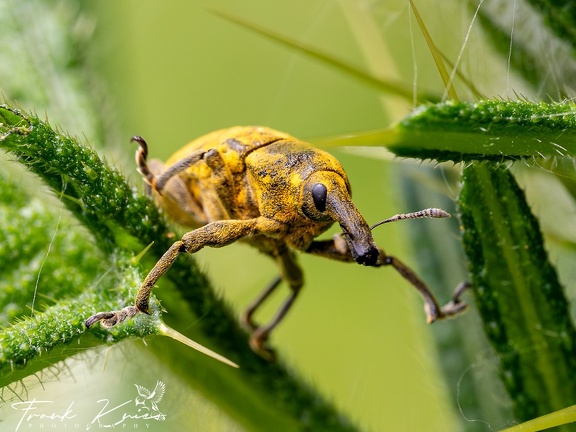 Kratzdistel-Rüssler (Larinus turbinatus)