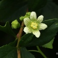 Weiße Zaunrübe (Bryonia alba)