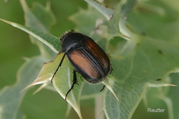 Blatthornkäfer (Omaloplia ruricola)