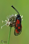 Beilfleck-Widderchen (Zygaena loti)