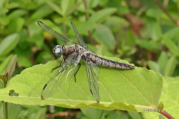 Spitzenfleck (Libellula fulva)