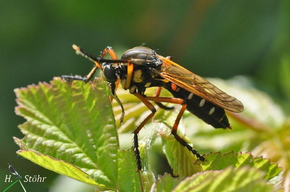 Kleine Wolfsfliege (Molobratia teutonus)