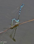 Gabel-Azurjungfer (Coenagrion scitulum)