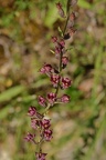 Braunrote Stendelwurz (Epipactis atrorubens)