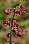 Braunrote Stendelwurz (Epipactis atrorubens)
