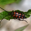 Goldhaariger Halsbock (Leptura aurulenta, Syn. Strangalia aurulenta)