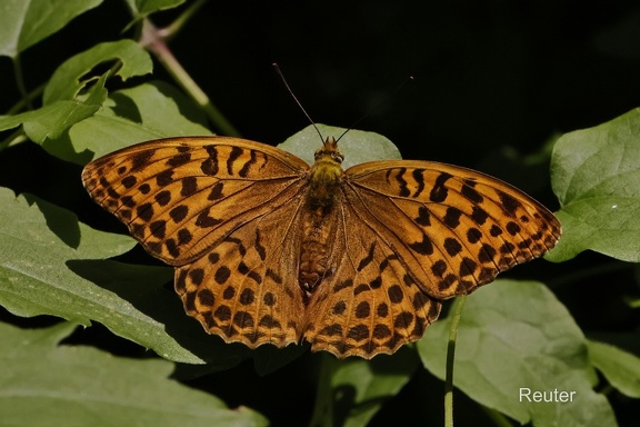 Kaisermantel (Argynnis paphia)
