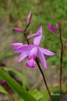 Chinesische Erdorchidee (Bletilla striata)