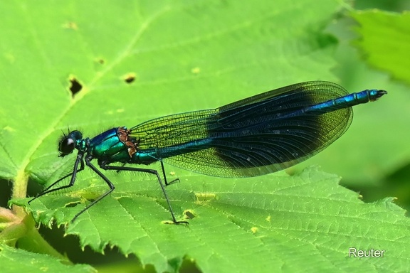 Gebänderte Prachtlibelle (Calopteryx splendens)