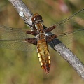 Plattbauch (Libellula depressa)