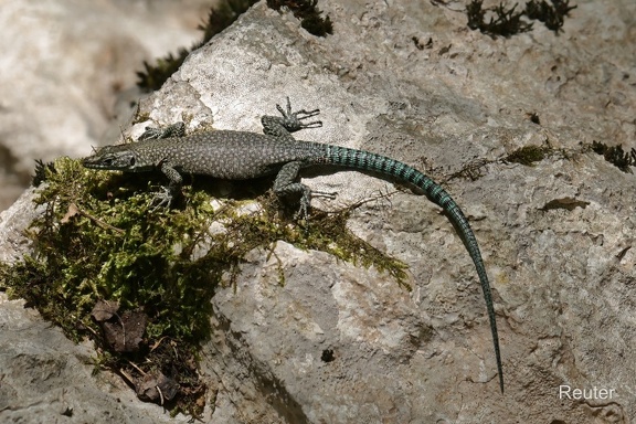 Dalmatinische Spitzkopfeidechse (Dalmatolacerta oxycephala)