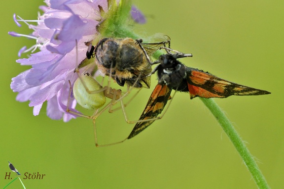 Gewöhnliche Ovalspinne (Enoplognatha ovata)