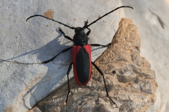 Purpurbock (Purpuricenus kaehleri)