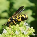 Erzwespe (Leucospis gigas)