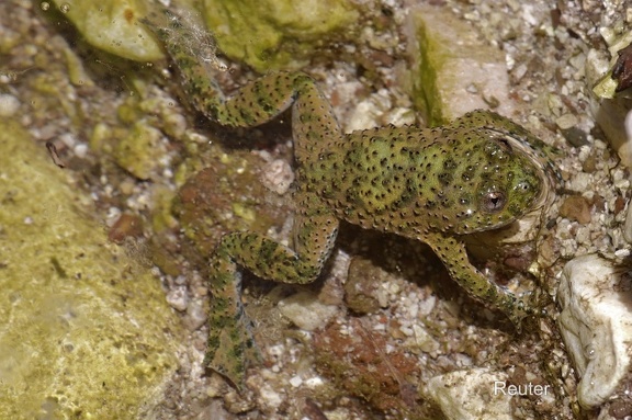 Gelbbauchunke (Bombina variegata) 