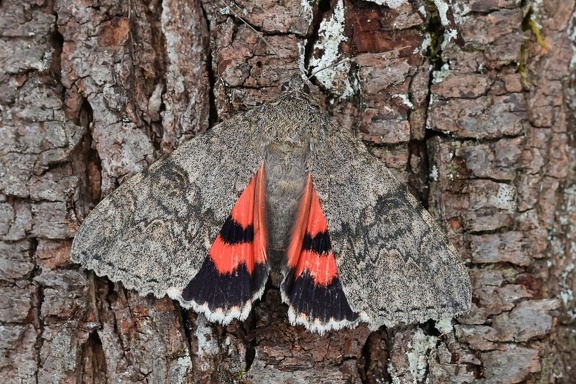 RotesOrdensband (Catocala nupta)