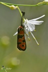 Bergkronwicken-Widderchen (Zygaena fausta)