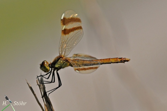 Gebänderte Heidelibelle (Sympetrum pedemontanum)