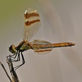 Gebänderte Heidelibelle (Sympetrum pedemontanum)