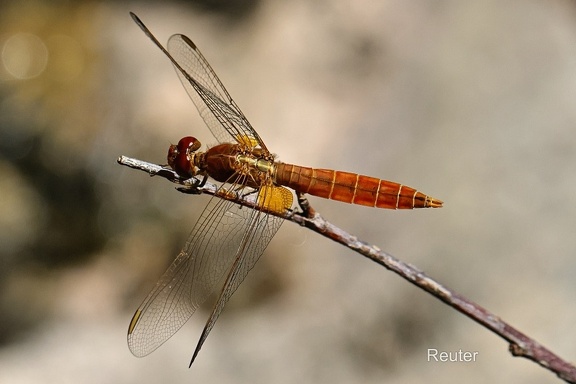 Feuerlibelle (Crocothemis erythraea)