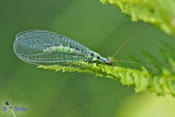 Grünes Perlenauge (Chrysopa perla)