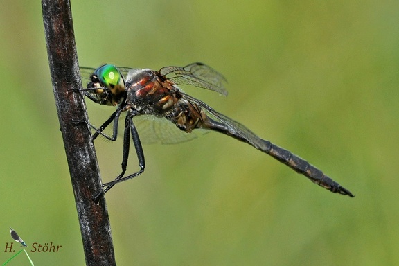 Gefleckte Smaragdlibelle (Somatochlora flavomaculata)