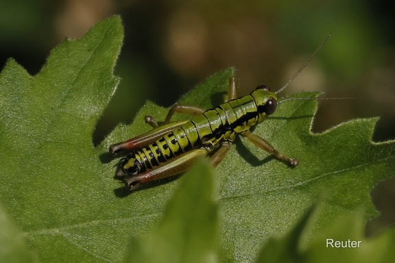 Flügellose Knarrschrecke (Micropodisma salamandra)